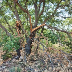 Roverelle vandalizzate nel bosco di San Leonardo