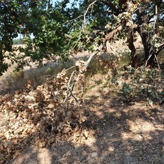Roverelle vandalizzate nel bosco di San Leonardo