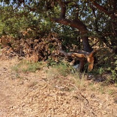 Roverelle vandalizzate nel bosco di San Leonardo