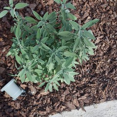 salvia