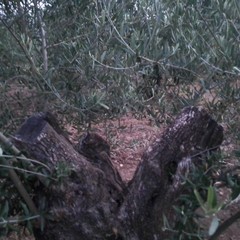 ulivi secolari sfregiati in contrada Quadrone