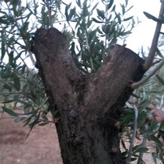 ulivi secolari sfregiati in contrada Quadrone