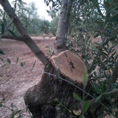 ulivi secolari sfregiati in contrada Quadrone