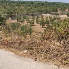 StradeAgri