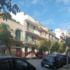 Nuovi alberi in viale Don Luigi Sturzo