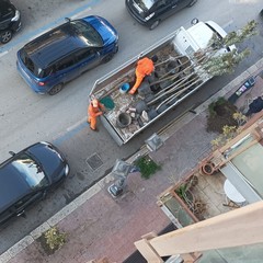 Nuovi alberi in viale Don Luigi Sturzo