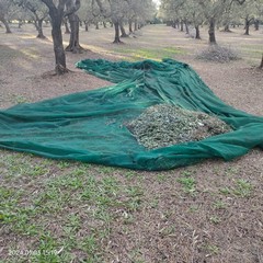 Furto di olive sventato ad Andria dalle Guardie Campestri