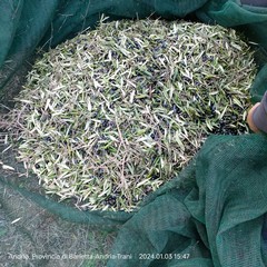 Furto di olive sventato ad Andria dalle Guardie Campestri