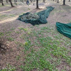 Furto di olive sventato ad Andria dalle Guardie Campestri