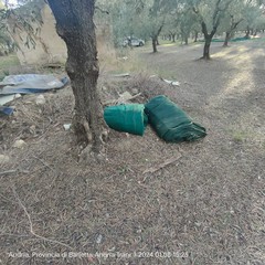 Furto di olive sventato ad Andria dalle Guardie Campestri
