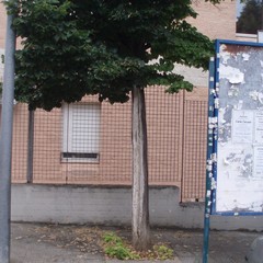 tigli di via Sofia