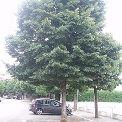 tigli di via Sofia