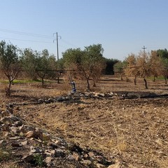 ulivi danneggiati a causa del caldo e degli incendi