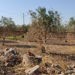 ulivi danneggiati a causa del caldo e degli incendi