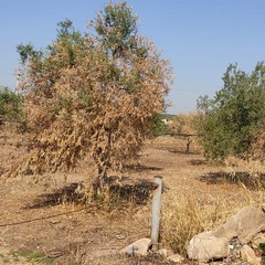 ulivi danneggiati a causa del caldo e degli incendi