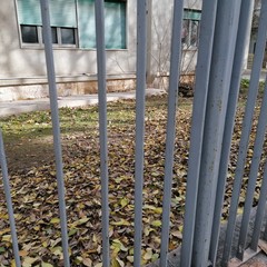 Manca la raccolta del fogliame ed i residenti fanno da sè