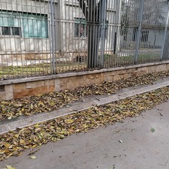 Manca la raccolta del fogliame ed i residenti fanno da sè