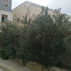 V Eitrea