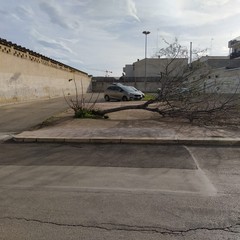 alberi divelti dal forte vento in alcune zone della città