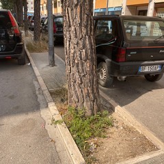 Interventi di manutenzione del verde su via Martiri di Bologna