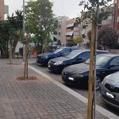 Piantumati 7 alberi di carrubo