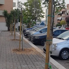 Piantumati 7 alberi di carrubo