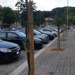 Piantumati 7 alberi di carrubo
