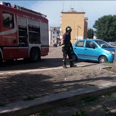 Intervento dei Vigili del Fuoco per caduta alberi in via Carpaccio
