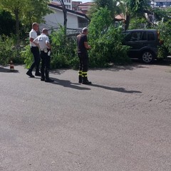 Intervento dei Vigili del Fuoco per caduta alberi in via Carpaccio