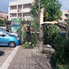 Intervento dei Vigili del Fuoco per caduta alberi in via Carpaccio