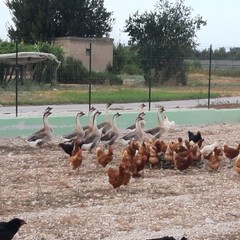 Uova genuine e ricche di proteine dall’azienda avicola “Colangelo”