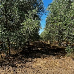 Azienda agricola Papparicotta di Andria
