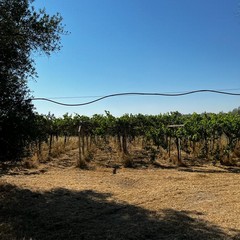 Azienda agricola Papparicotta di Andria