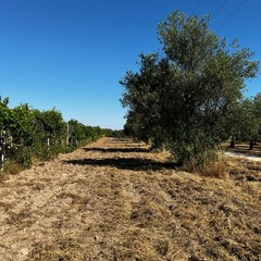 Azienda agricola Papparicotta di Andria