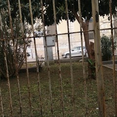 Bonifica area verde pubblico via Eritrea Andria