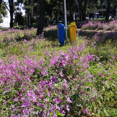 Pineta di Andria