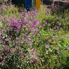 Pineta di Andria