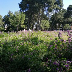 Pineta di Andria
