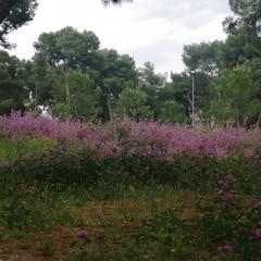 Pineta di Andria