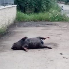 Cinghiale Andria