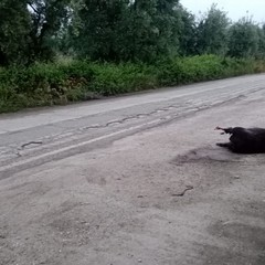 Cinghiale Andria