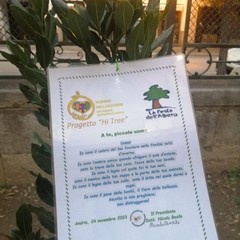 Alberello d'alloro donato dall'associazione "Hi Nic" Andria al 1^ Circolo "Oberdan" plesso centrale