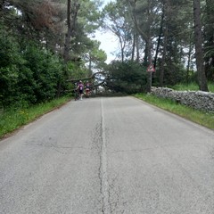 Caduti due alberi sulla sp234 che collega al Castel del Monte