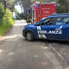 Caduti due alberi sulla sp234 che collega al Castel del Monte