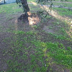 olive rubate in contrada Zaganellaro, in territorio di Andria