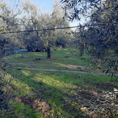olive rubate in contrada Zaganellaro, in territorio di Andria