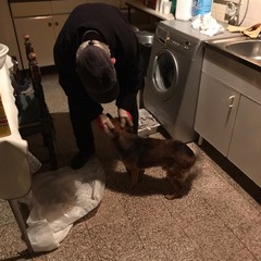 ritrovato Ciccio, il cane mascotte di Montegrosso