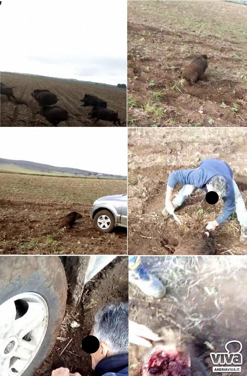 Cinghiale investito