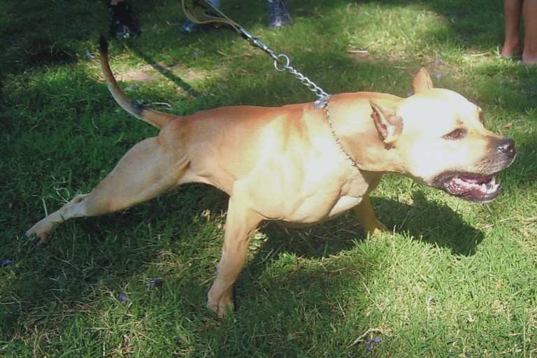 Pitbull