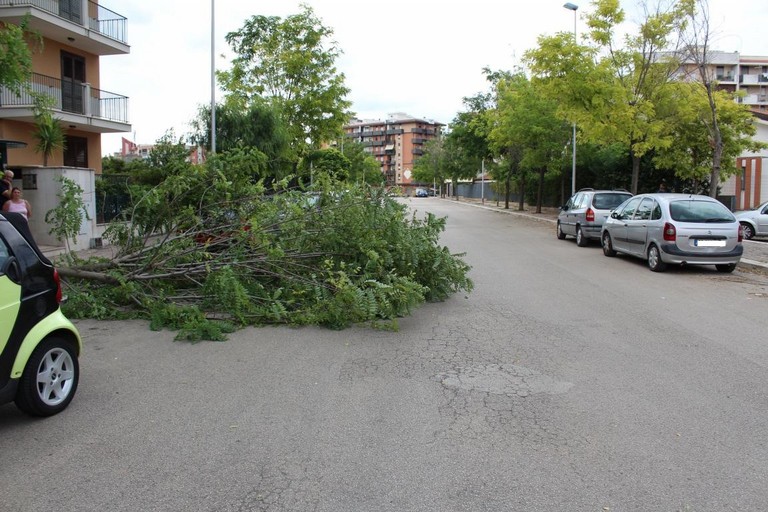 maltempo alberi abbattuti